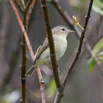 Warbling Vireo Perching in a Tree
