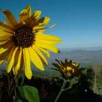 Sunflowers on the Sandias