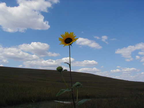 Lonely Kansas Sunflower