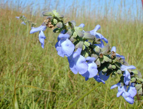 Wildflowers at Tallgrass Prairie National Preserve