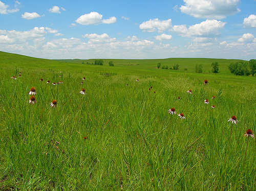 Prairie Wildflowers at Tallgrass Prairie National Preserve