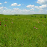 Prairie Wildflowers at Tallgrass Prairie National Preserve