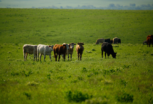 Cattle in pasture near Flint Hills National Scenic Byway in Chase County, Kansas.