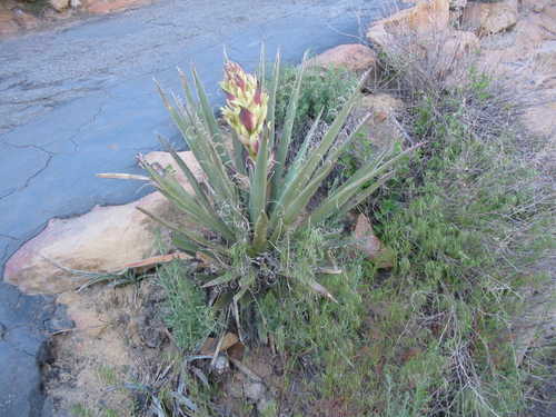 Yucca Plant at Mesa Verde National Park