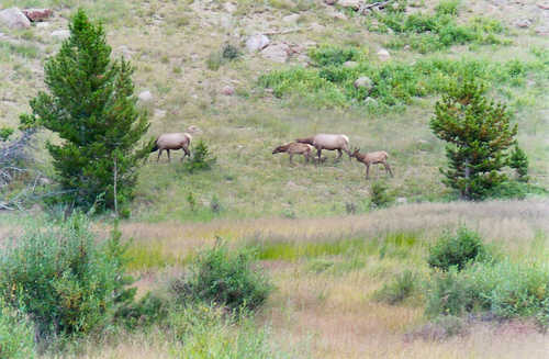 Elk at the Beaver Ponds
