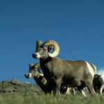 Bighorn Sheep in the Alpine Tundra