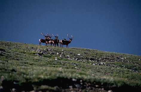 Elk in the Alpine Tundra