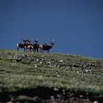 Elk in the Alpine Tundra