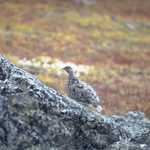 A White-Tailed Ptarmigan in Disguise