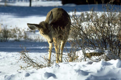 Wildlife in a Rocky Mountain Winter