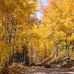 Surrounded in Gold on the Grand Mesa Scenic and Historic Byway