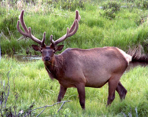 Bull Elk Along Colorado River Headwaters
