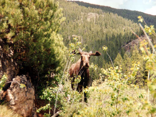 Moose at Adams Falls
