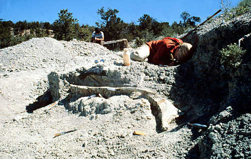 Recent Excavation, Garden Park Fossil Area
