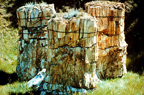 Petrified Tree Stumps