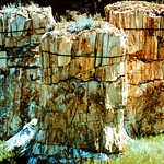 Petrified Tree Stumps