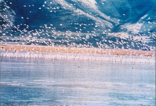 Birds Take Flight Over Abert Lake