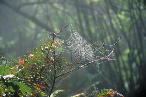 Dew-Spangled Spider