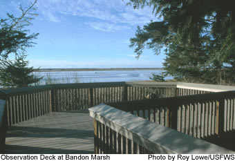 Observation Deck of Bandon Marsh