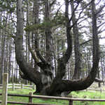 Cape Meares Octopus Tree