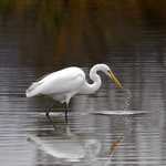 A Great Egret Fishing