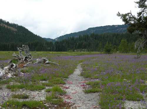 Forested Hills and Purple Flowers