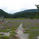 Forested Hills and Purple Flowers