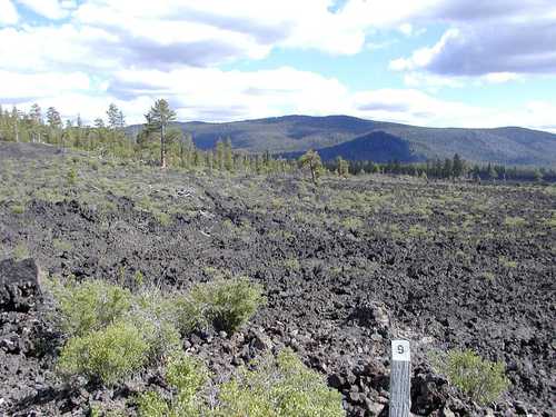 Lava Cast Forest