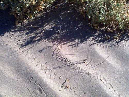 Wildlife Tracks in Sand Dunes