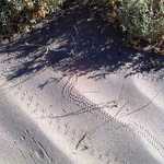 Wildlife Tracks in Sand Dunes