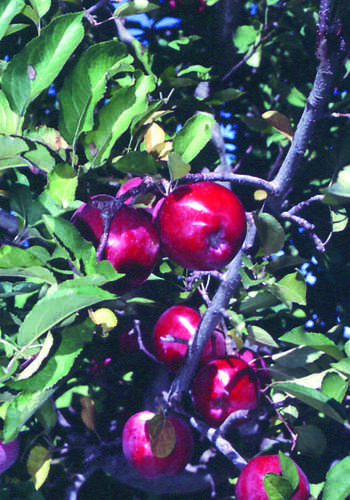 Apples near Loess Hills Scenic Byway