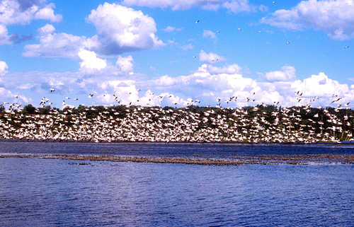 White Pelicans at Big Stone National Wildlife Refuge