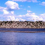 White Pelicans at Big Stone National Wildlife Refuge