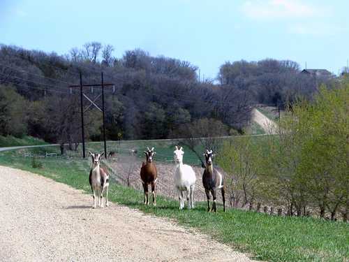 Four Goats by the Road