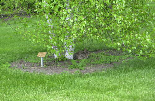 Wild Rabbit and Birch at Gustavus Adolphus Arboretum