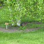 Wild Rabbit and Birch at Gustavus Adolphus Arboretum