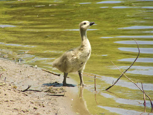 Canada Goose Gosling by a Creek