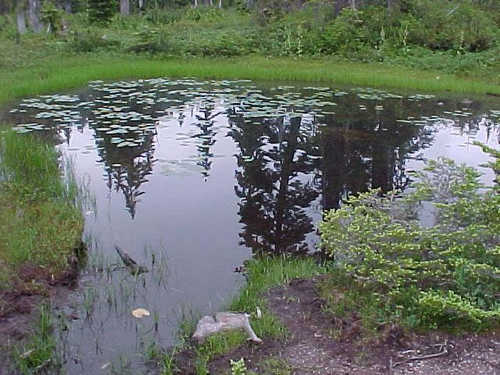 Lilypads on a Tiny Pond