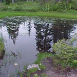Lilypads on a Tiny Pond