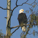 A Majestic Bald Eagle