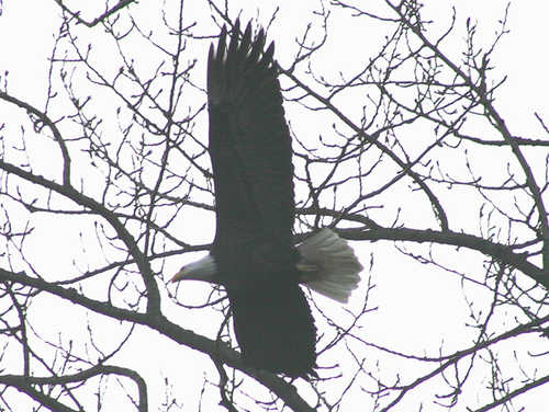 A Bald Eagle in Flight