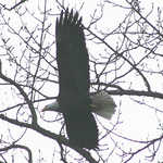 A Bald Eagle in Flight