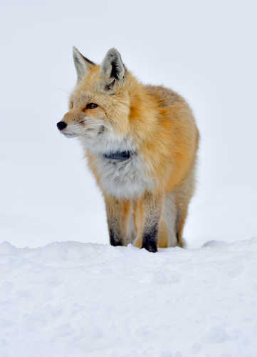 Cascade Fox