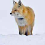 Cascade Fox