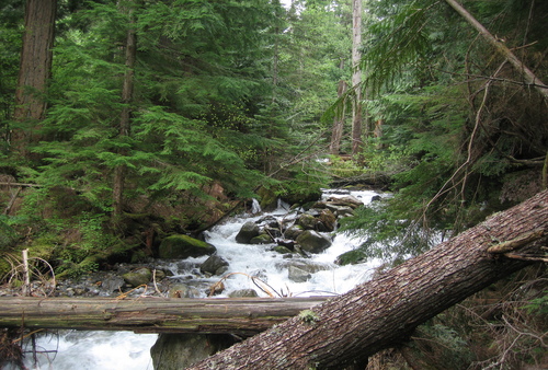 Humpback Creek from the Asahel Curtis Nature Trail