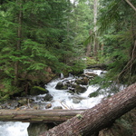 Humpback Creek from the Asahel Curtis Nature Trail