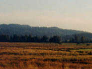 Field by Stevens Pass Greenway