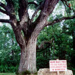 Burr Oak Tree, Magelssen Park