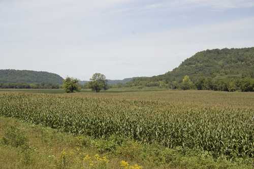 Cornfields by Daley Creek