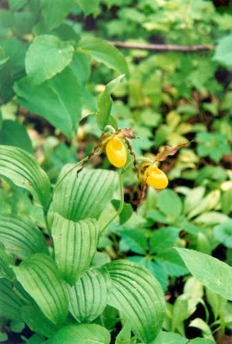 Lady Slippers at the Eloise Butler Wildflower Garden